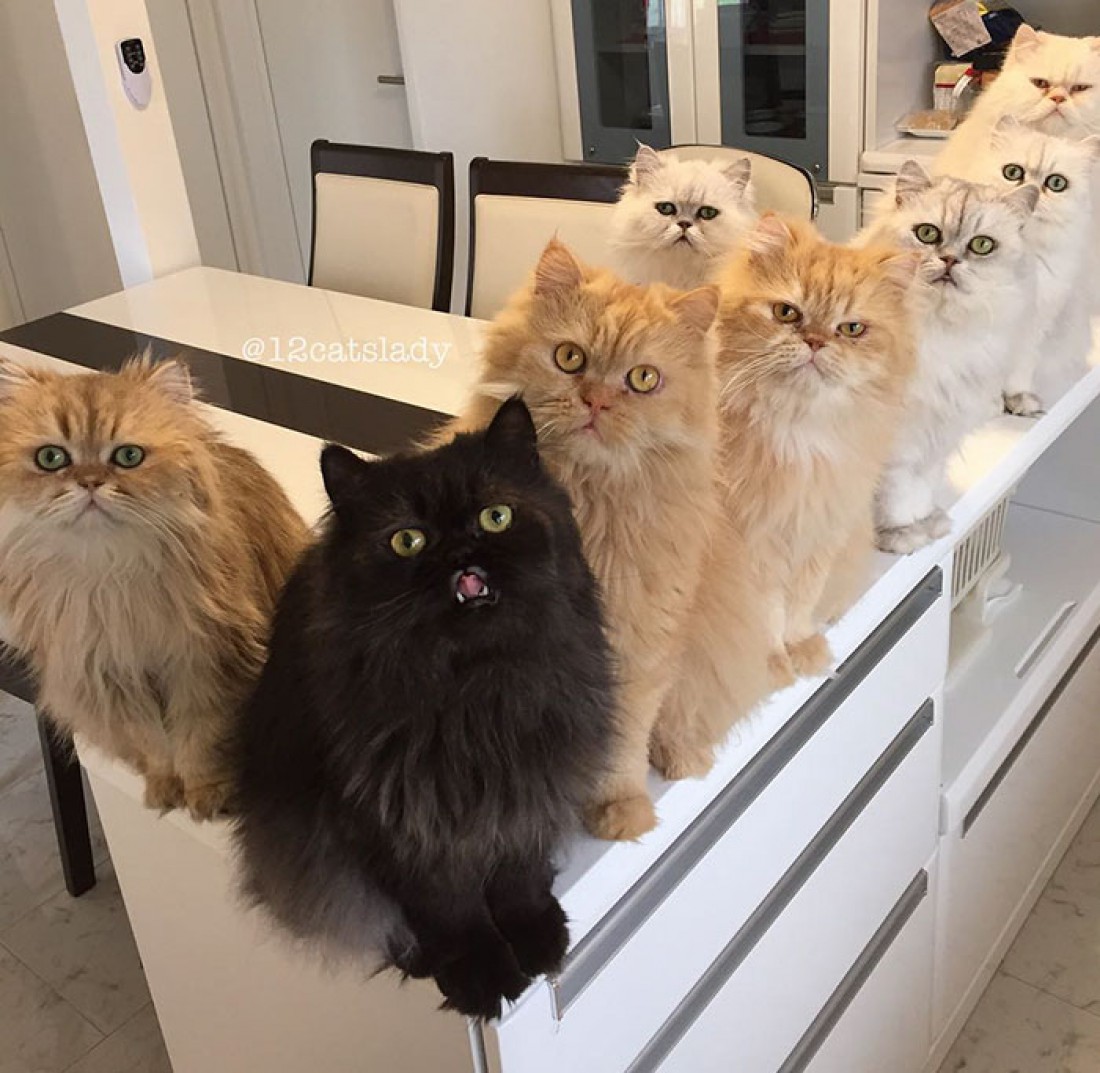 12 котиков хотят на ручки