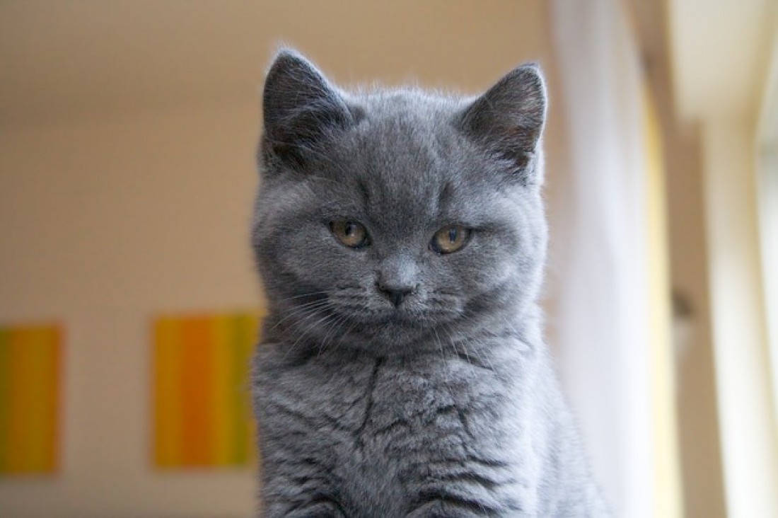 Кот