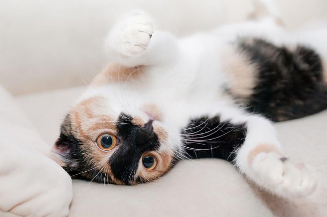 Кот