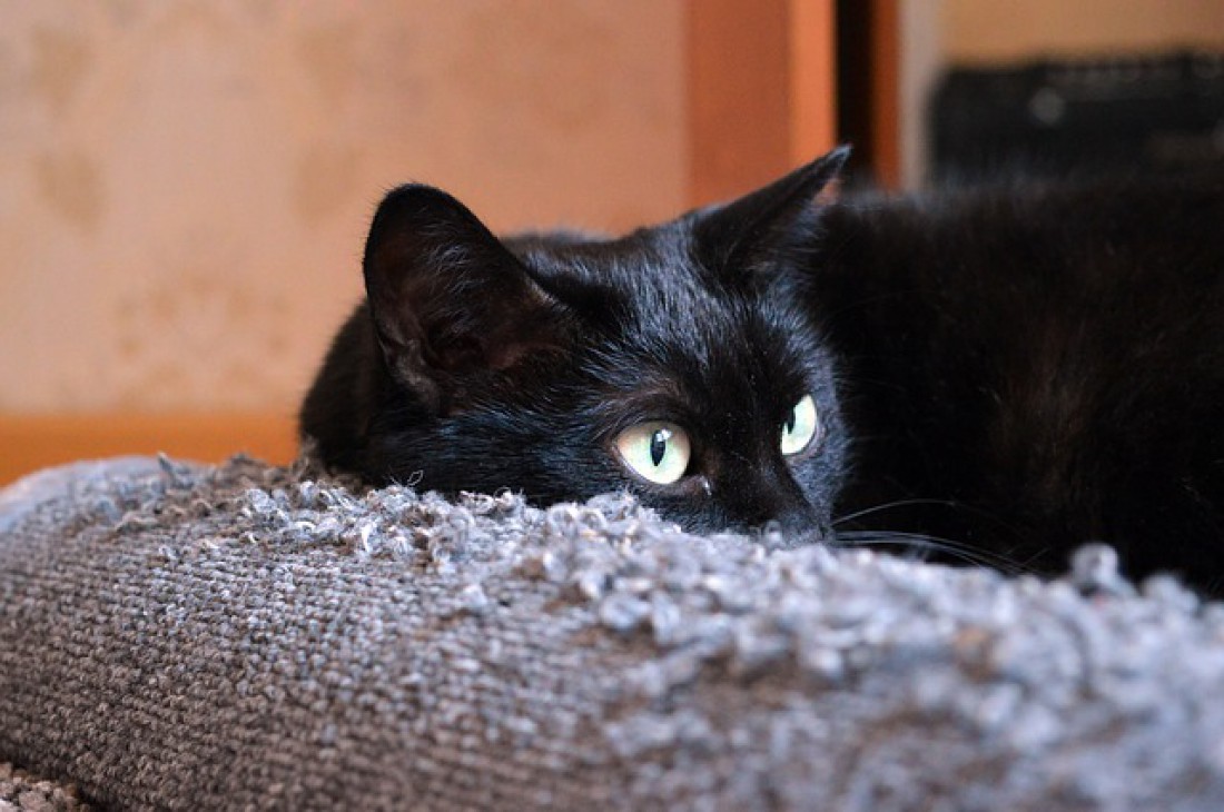 Кот