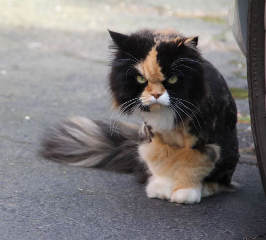Самые злые в мире коты