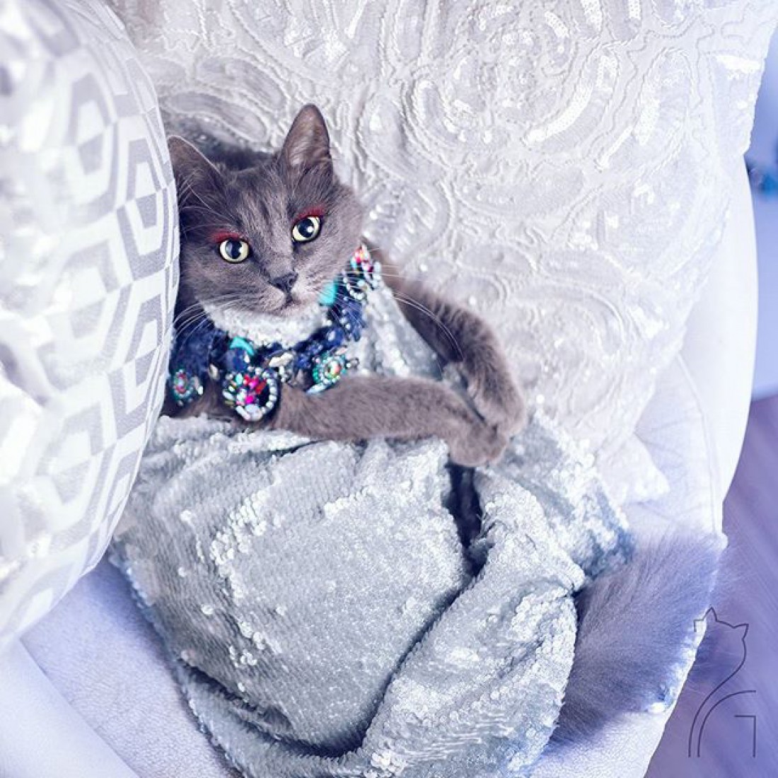 Кошка Пицуш