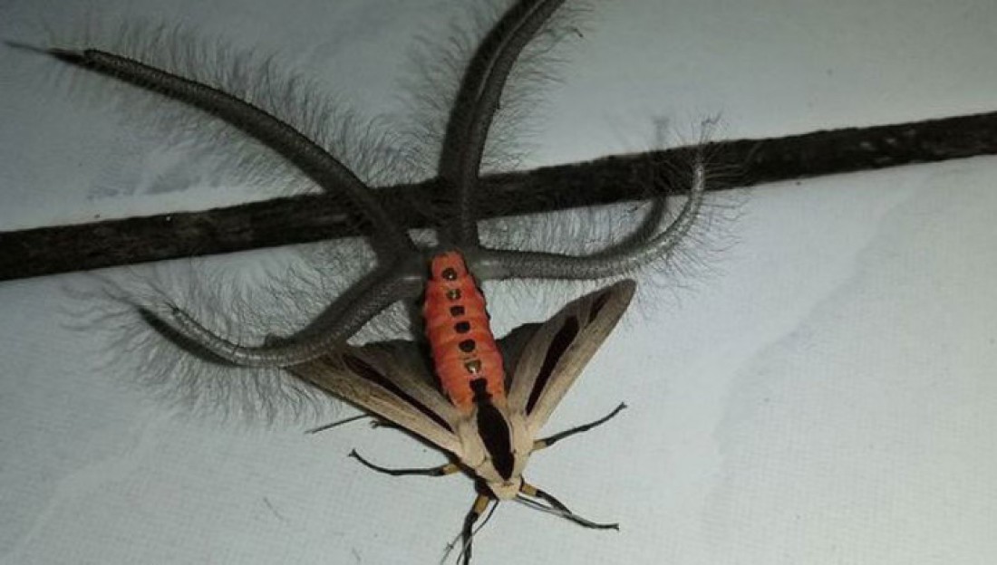 Моль Creatonotos Gangis