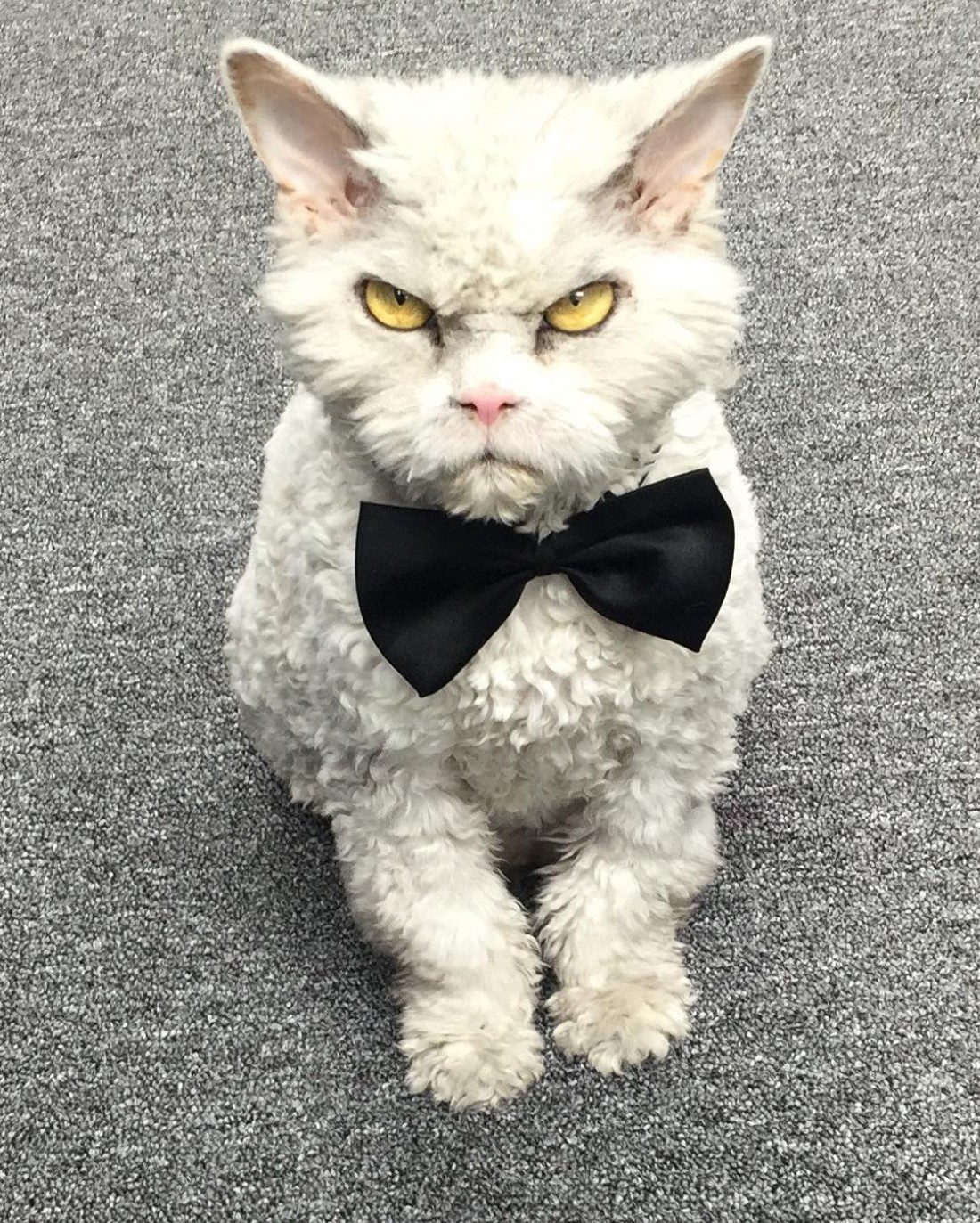 Кот Альберт