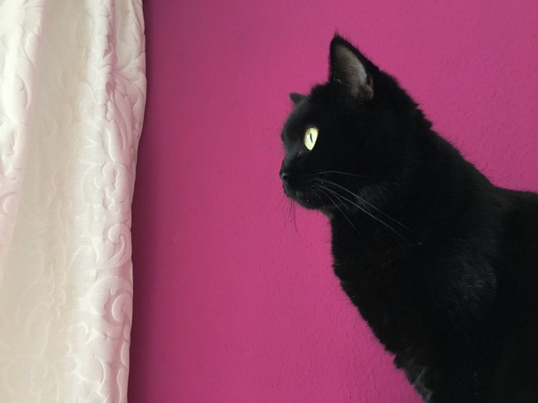 Кот