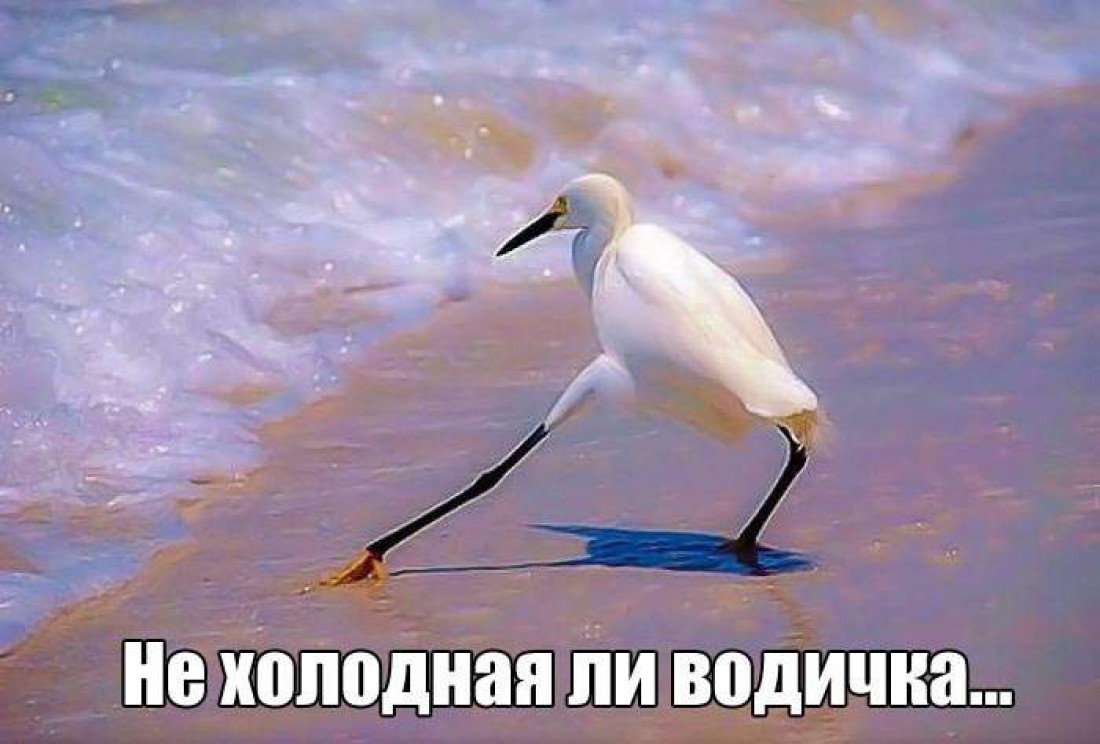 Первый день лета: смешные картинки и поздравительные открытки