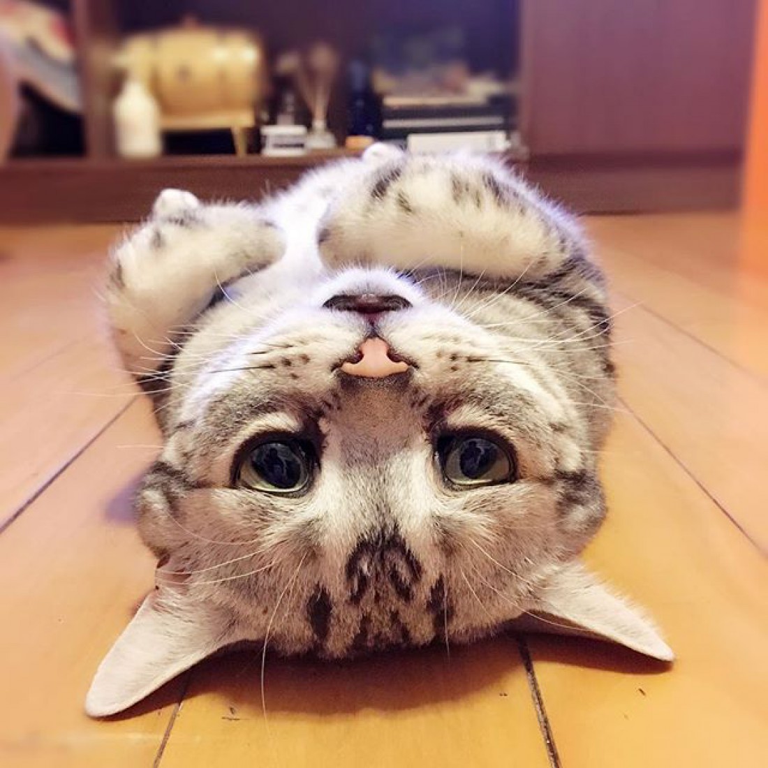 Кот Луху