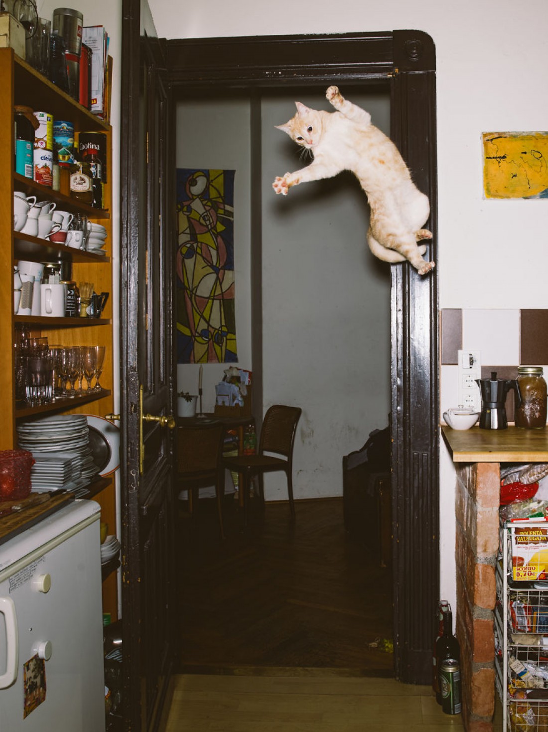 Коты в полете восхитительны