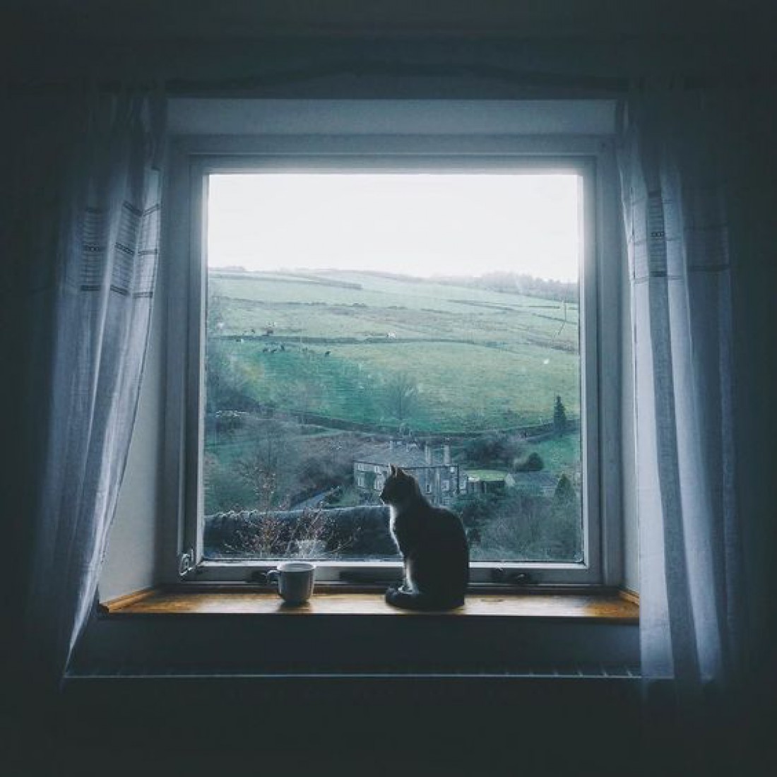 Животные