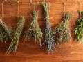 Как заготавливать лекарственные травы
