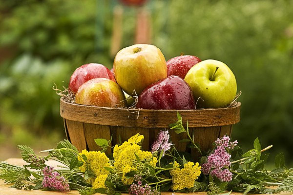 Осень – сезон свежих яблок