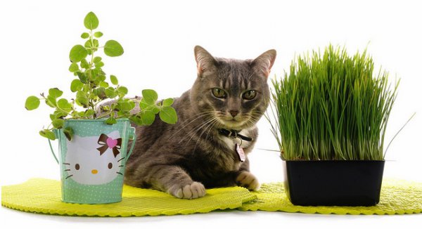 Совет: Для того, чтобы кошка перестала объедать листья растения, опрыскай его слабым раствором сока лимона. Запах и вкус цитруса отпугнут животное