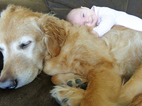 Собака – лучший друг малыша
