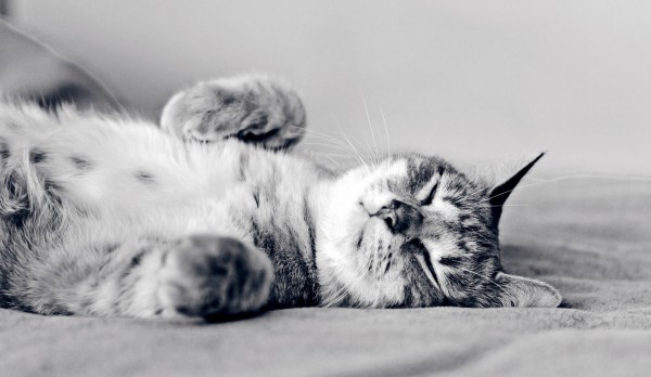 Кото-Ярмарка фото