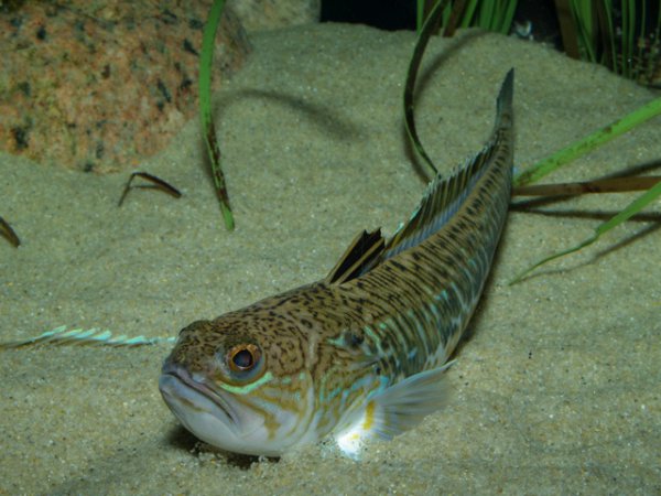 Морской дракончик