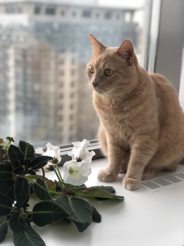Кот Персик
