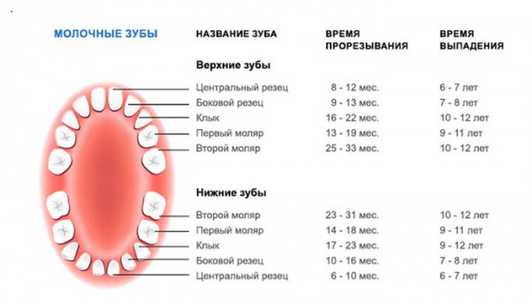 Возрастная схема появления первых зубов у ребенка