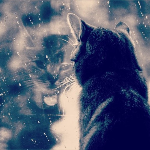 Чайная беседка