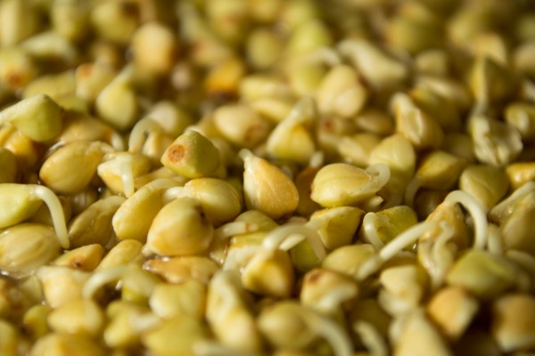 Чем полезно пророщенное зерно?