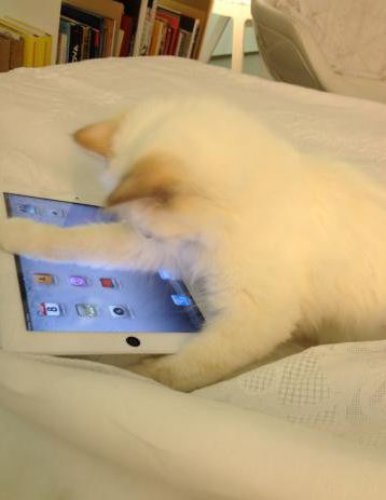 Шупетт знает как пользоваться iPad