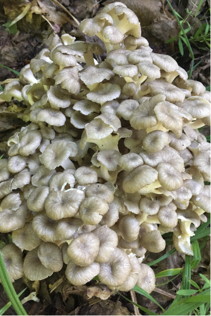 Проєкт «Відтворення рідкісного, їстівного, лікувального гриба Polyporus umbellatus»