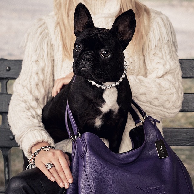 Бульдожка Эйша стала лицом бренда Coach