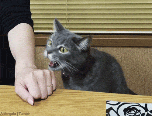 Гифки с котиками