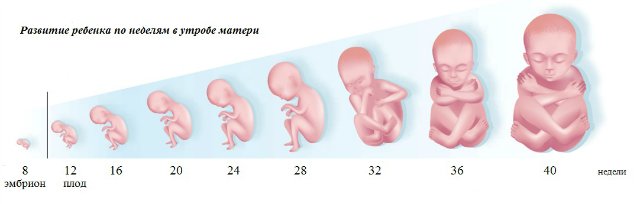 Развитие ребенка в утробе матери. Беременность и роды 7 Развитие ребенка в утробе матери. Беременность и роды 1