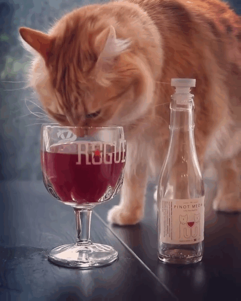 Вино для котов