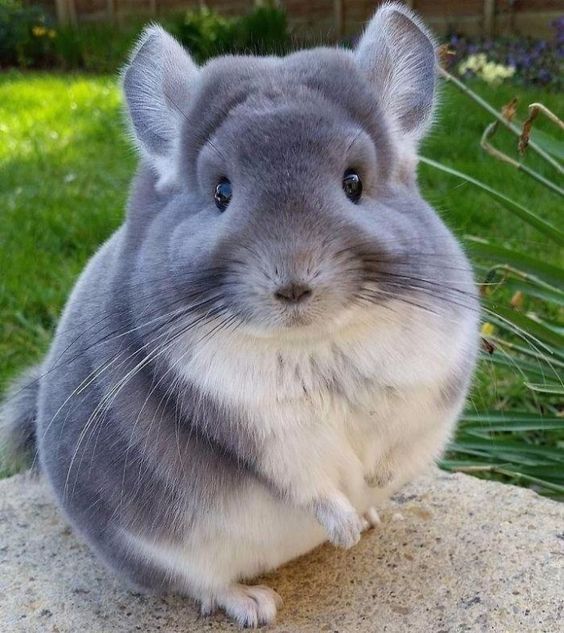 Шиншилла