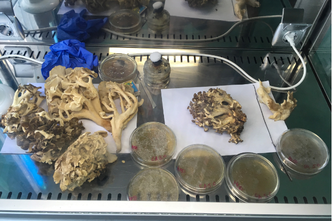 Проєкт «Відтворення рідкісного, їстівного, лікувального гриба Polyporus umbellatus»
