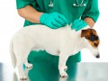 Как часто показывать животное ветеринару?