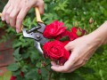 Как выращивать садовые розы