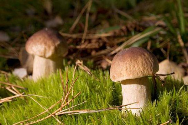 Самые популярные лесные грибы - белые