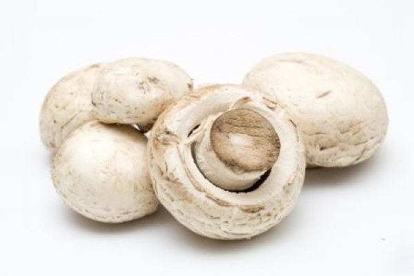 ������ ����������