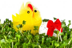 Смс поздравления с Пасхой, – не забудь поздравить близких Смс поздравления с Пасхой, – не забудь поздравить близких